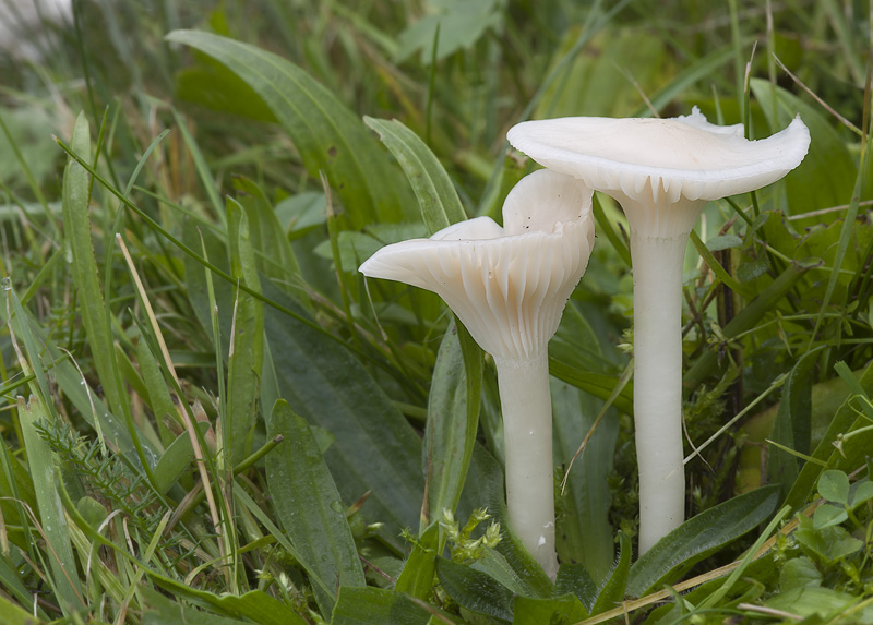 Hygrocybe virginea